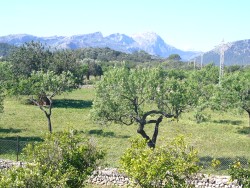 MALLORCA - Finca - Finca La Punta II - Pollenca