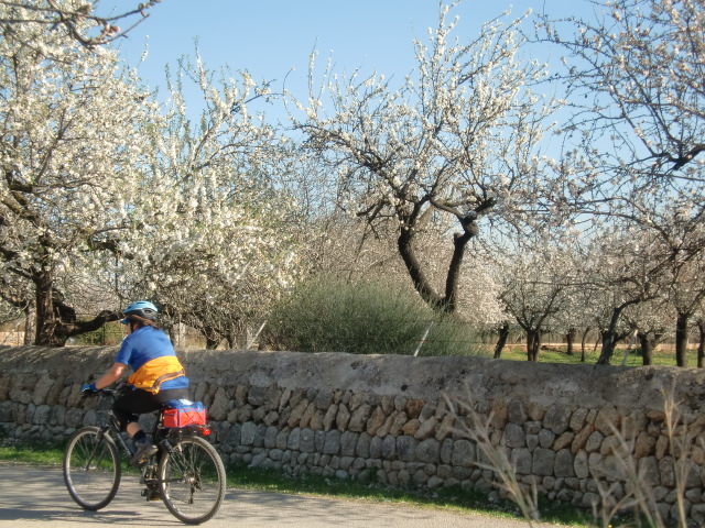 Zentral-Mallorca - Zur Zeit der  Mandelblüte  wird diese Region oft von Radsportlern  besucht.