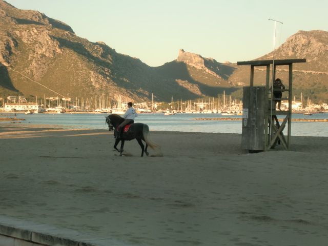 Pollenca -  Port de Pollenca - Cala Sant Vicenc - Reiter bewerten den Strand von Pollenca als einen der Schönsten. Das Glück der Erde liegt bei einem Ausritt am Strand auf dem Rücken der Pferde.