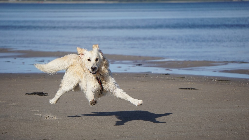 hund1.jpg