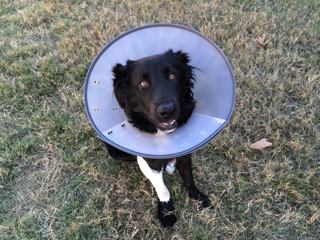 hund4.jpg