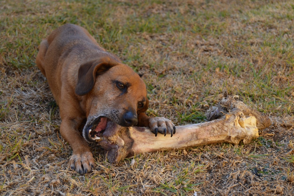 hund6.jpg